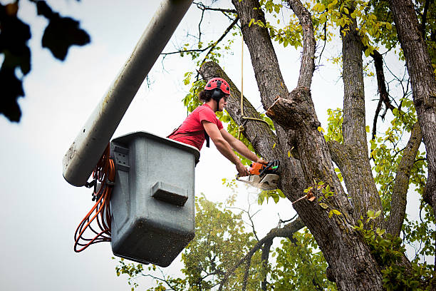 Best Tree Planting Services  in Newport, WA